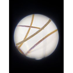 Mikroskop m. Smartphone adapter MP-250