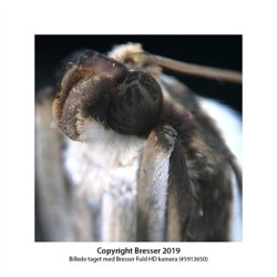 Stereo mikroskop Bresser Junior 20x