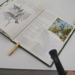 Carson kantfri lseglas RM-77